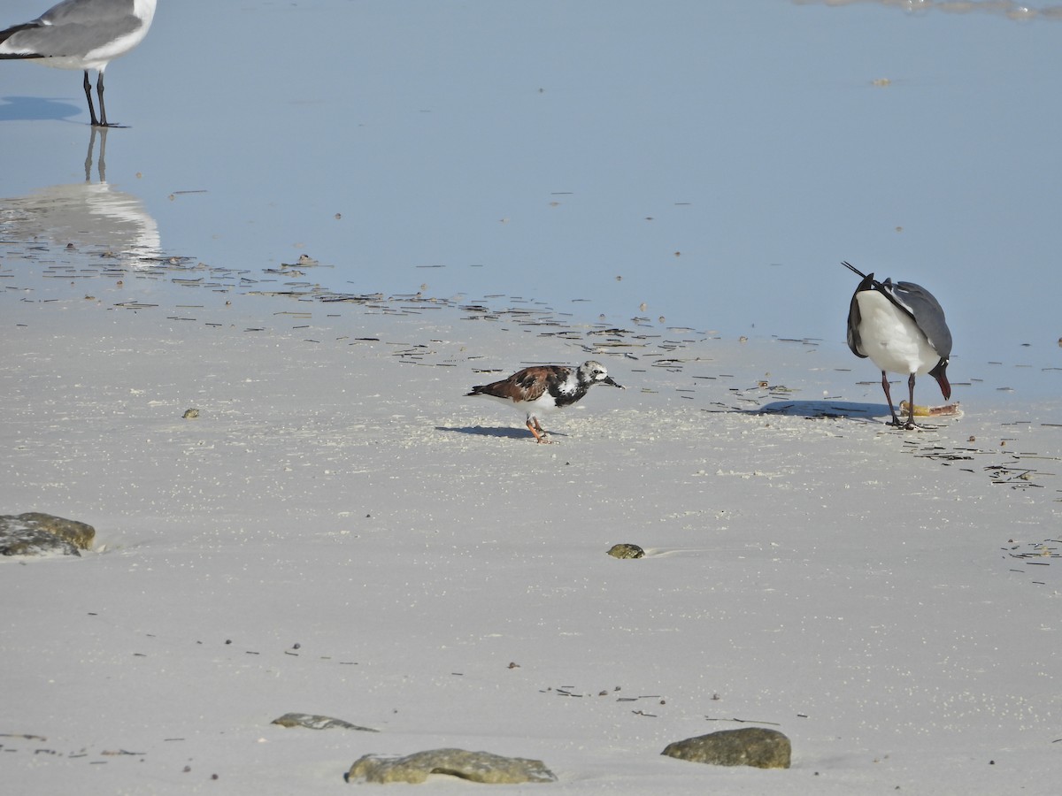 Ruddy Turnstone - Martha Cartwright