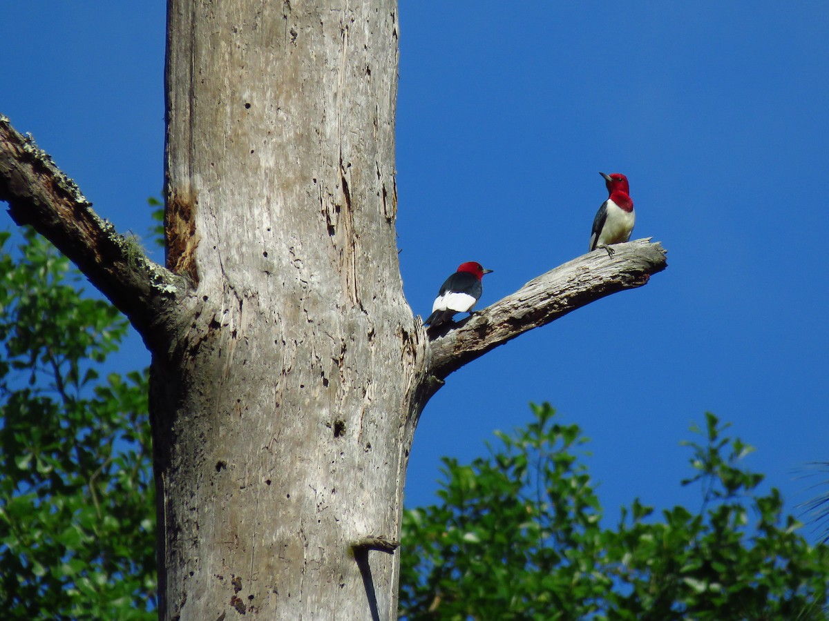 Red-headed Woodpecker - ML618280324