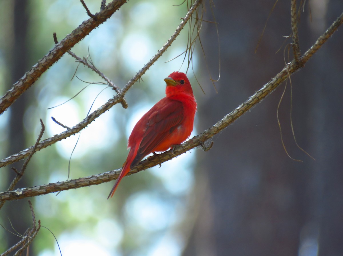 Summer Tanager - ML618280353