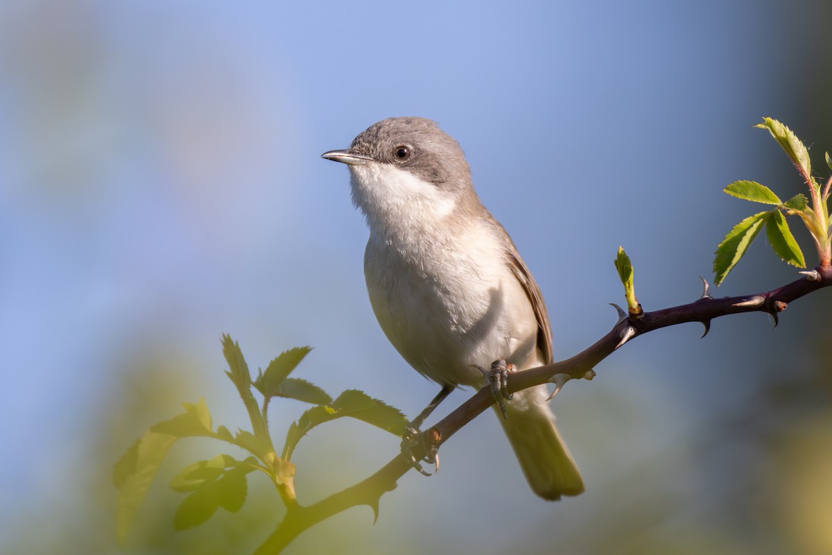 Lesser Whitethroat - Joe Downing