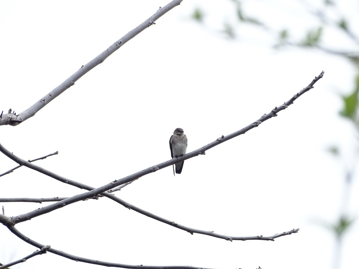 Golondrina Aserrada - ML618280374