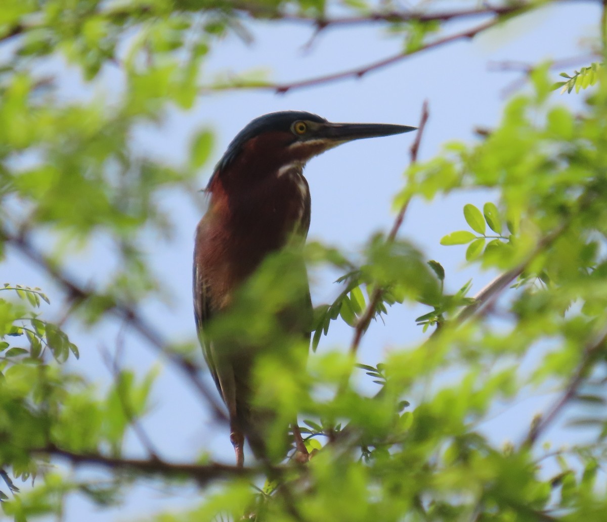 Green Heron - Kristin Mylecraine