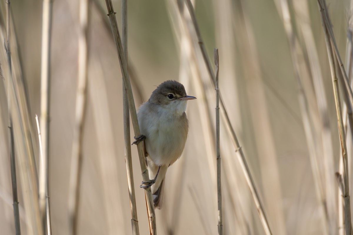 Common Reed Warbler - Joe Downing