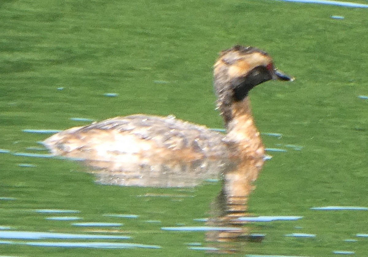 Horned Grebe - ML618280407