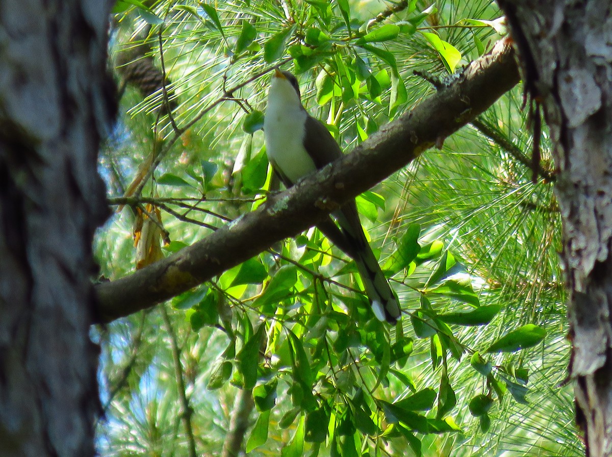 Yellow-billed Cuckoo - Ron Ahle