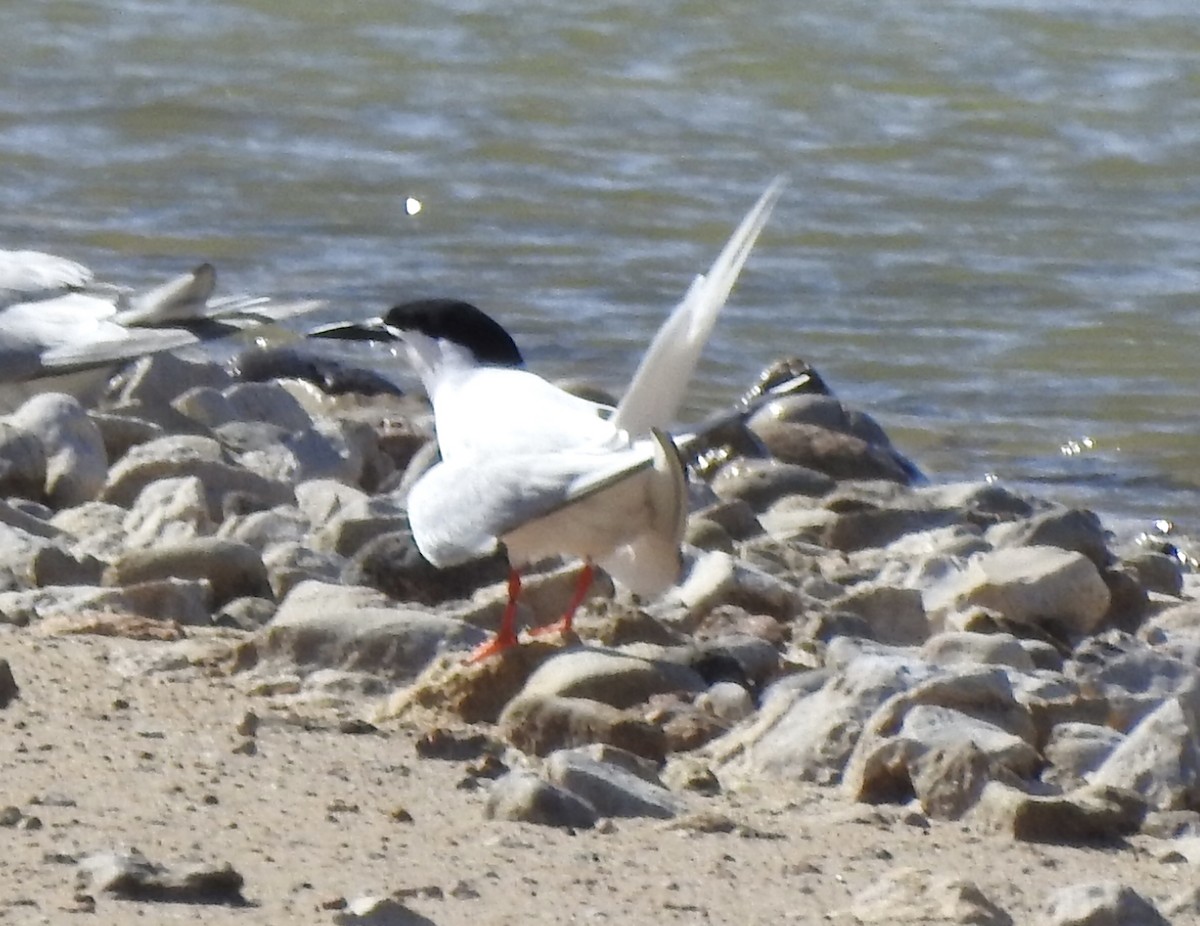 Roseate Tern - Susana Noguera Hernández