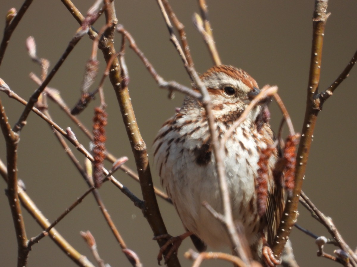 Song Sparrow - Denis Provencher COHL