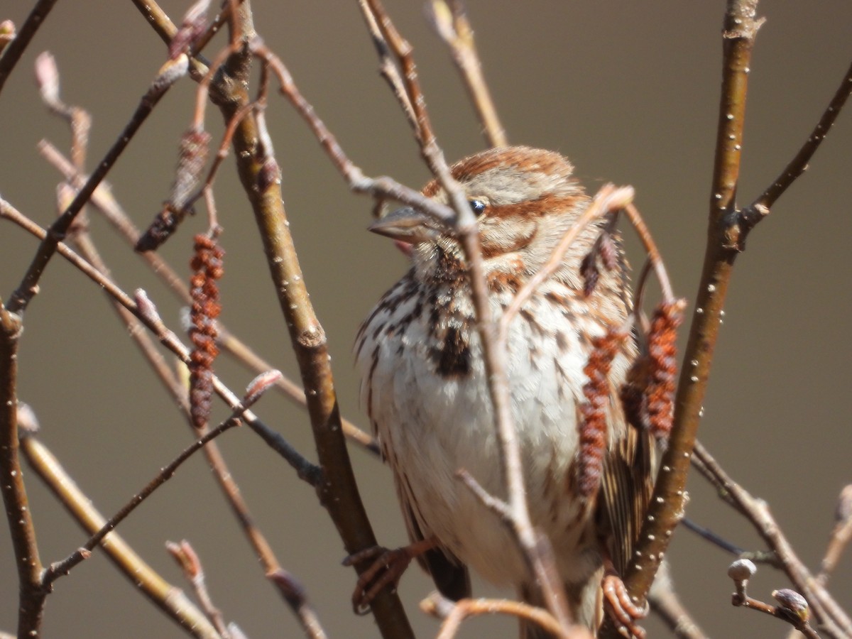 Song Sparrow - Denis Provencher COHL