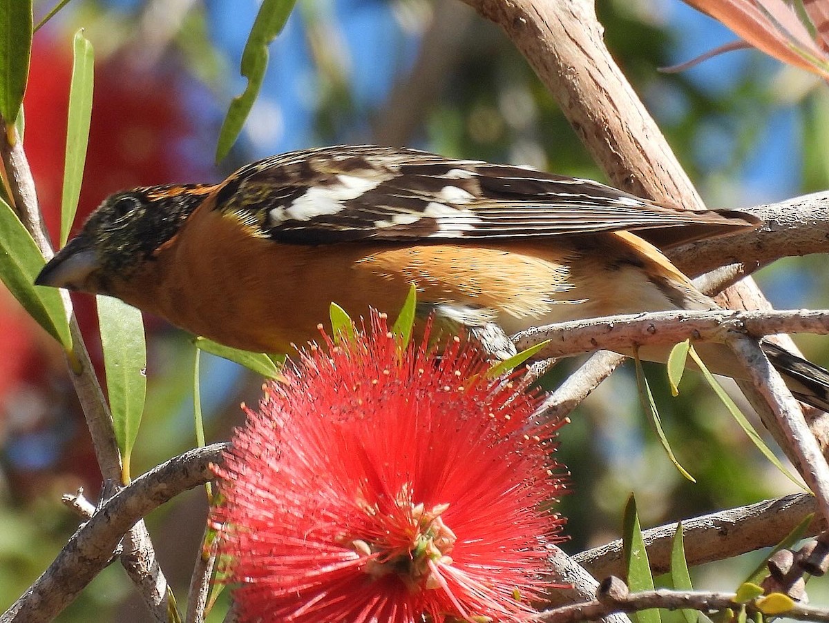 Black-headed Grosbeak - Nick & Jane