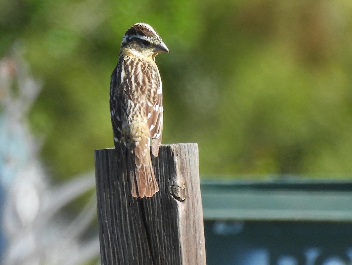 Black-headed Grosbeak - Nick & Jane