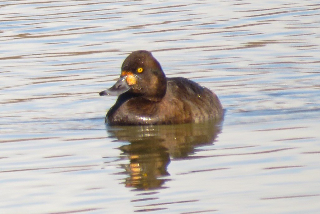 Lesser Scaup - Kurt Gaskill