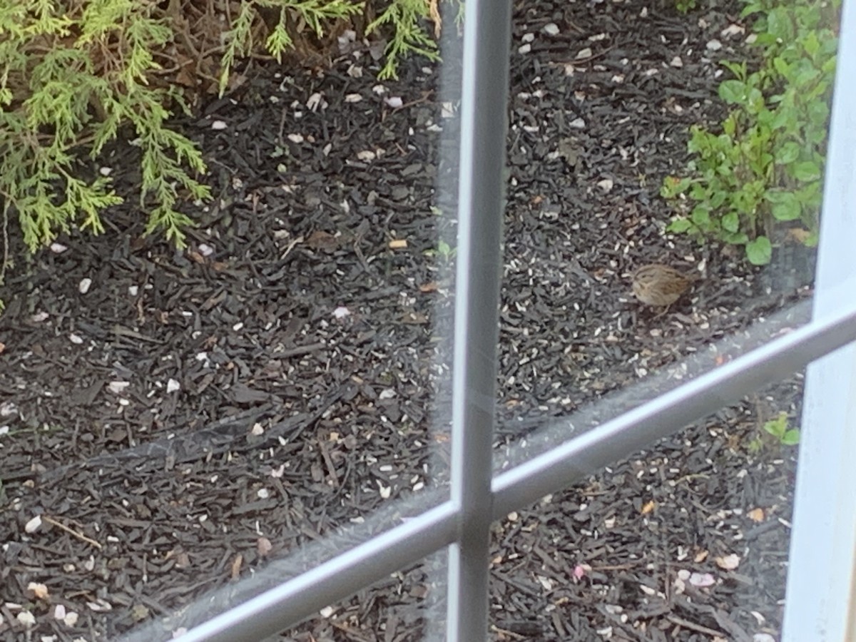 Lincoln's Sparrow - ML618280473