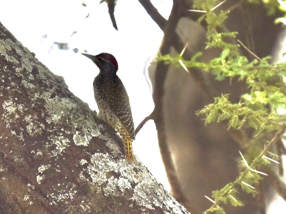 Nubian Woodpecker - Shirley Bobier