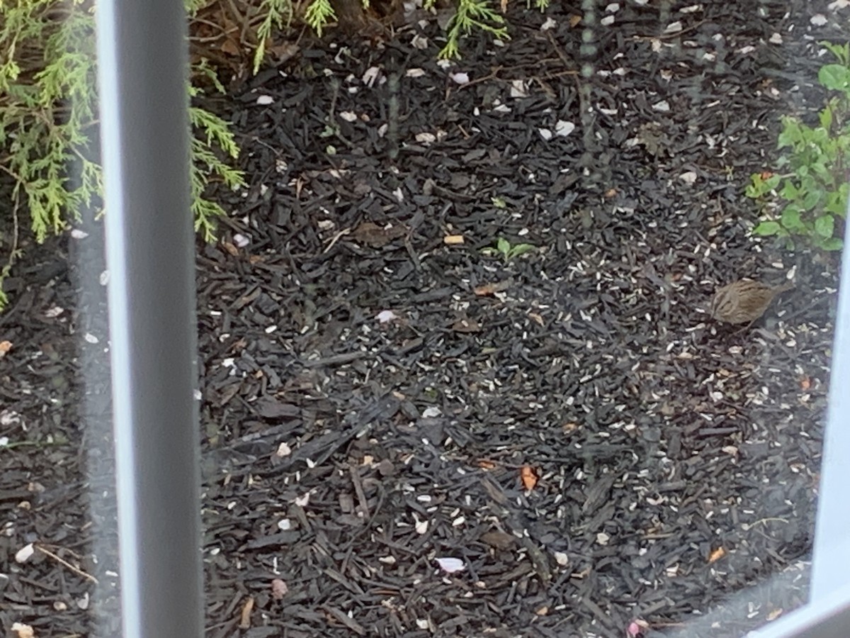 Lincoln's Sparrow - ML618280494