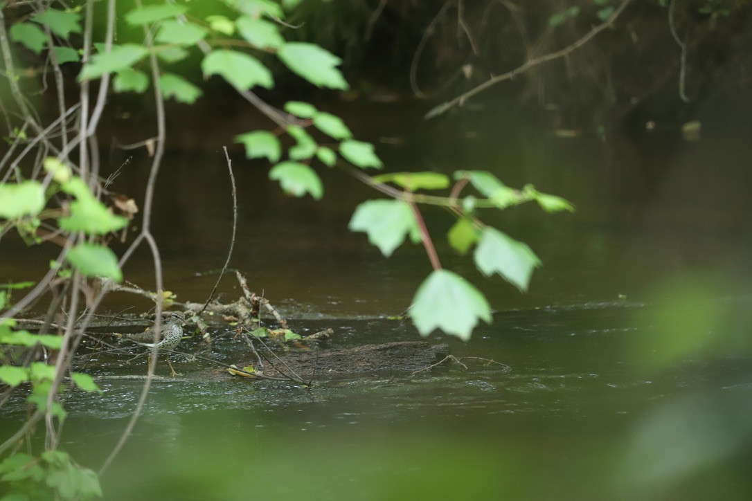 Spotted Sandpiper - Jason Terry