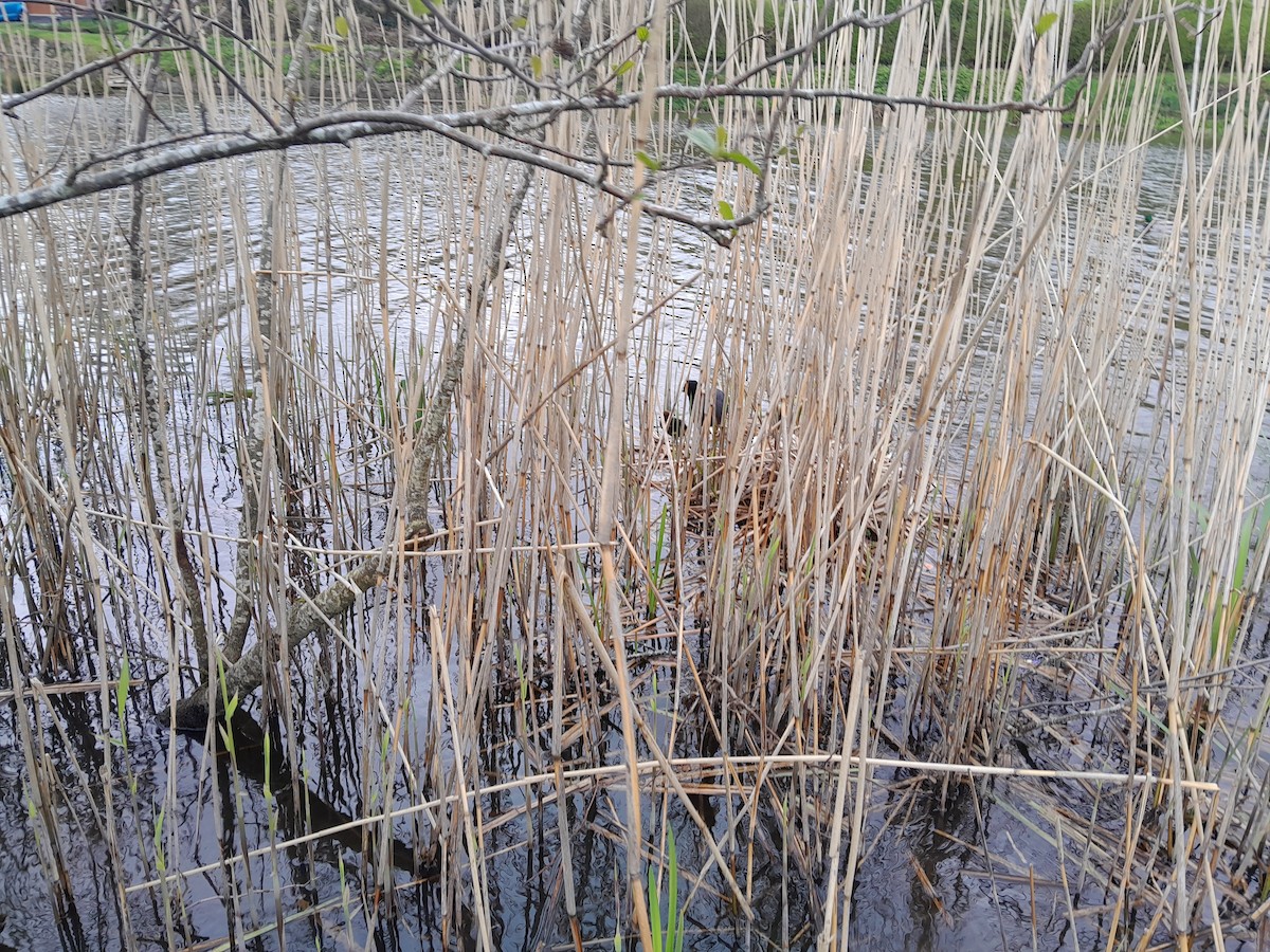 Eurasian Coot - ML618280541