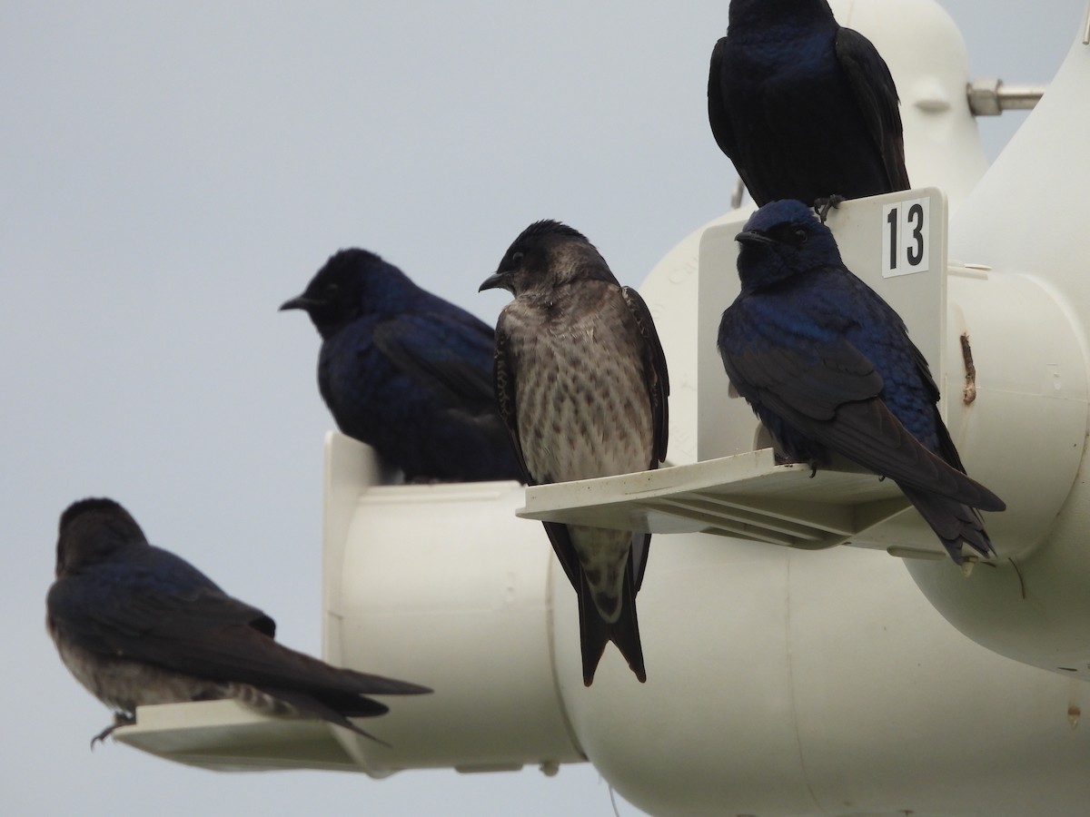 Purple Martin - ML618280546