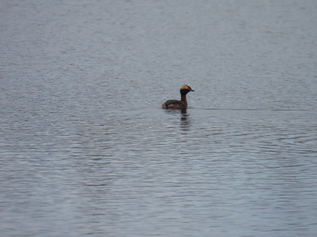 Horned Grebe - Sharon Henry