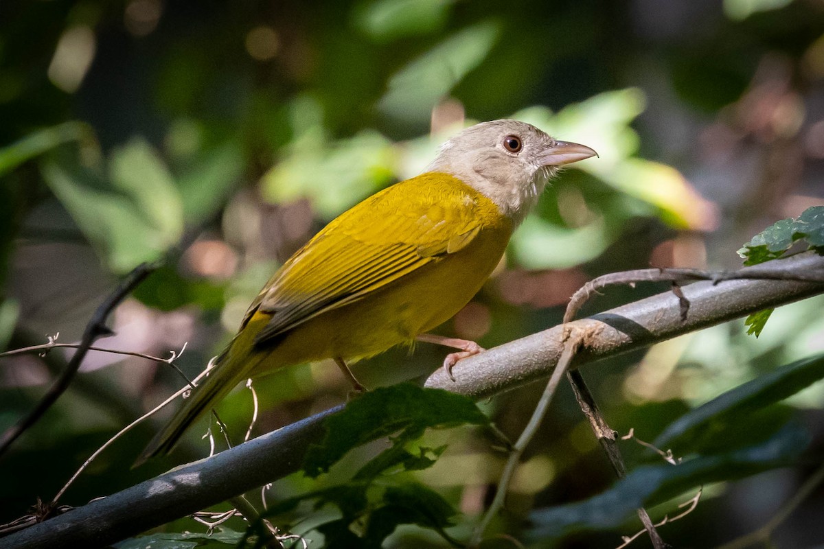 Gray-headed Tanager - Fernando Calmon