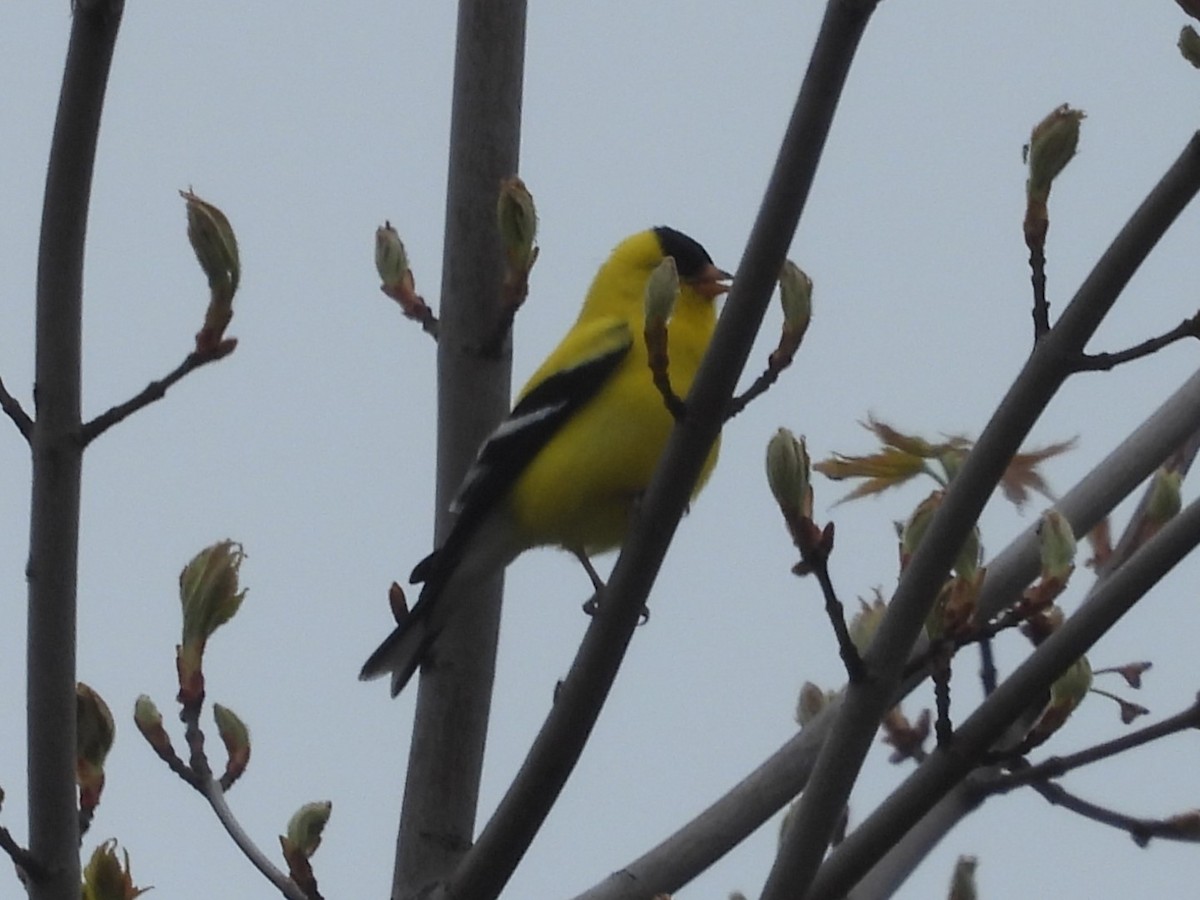 American Goldfinch - Brenda Aburto