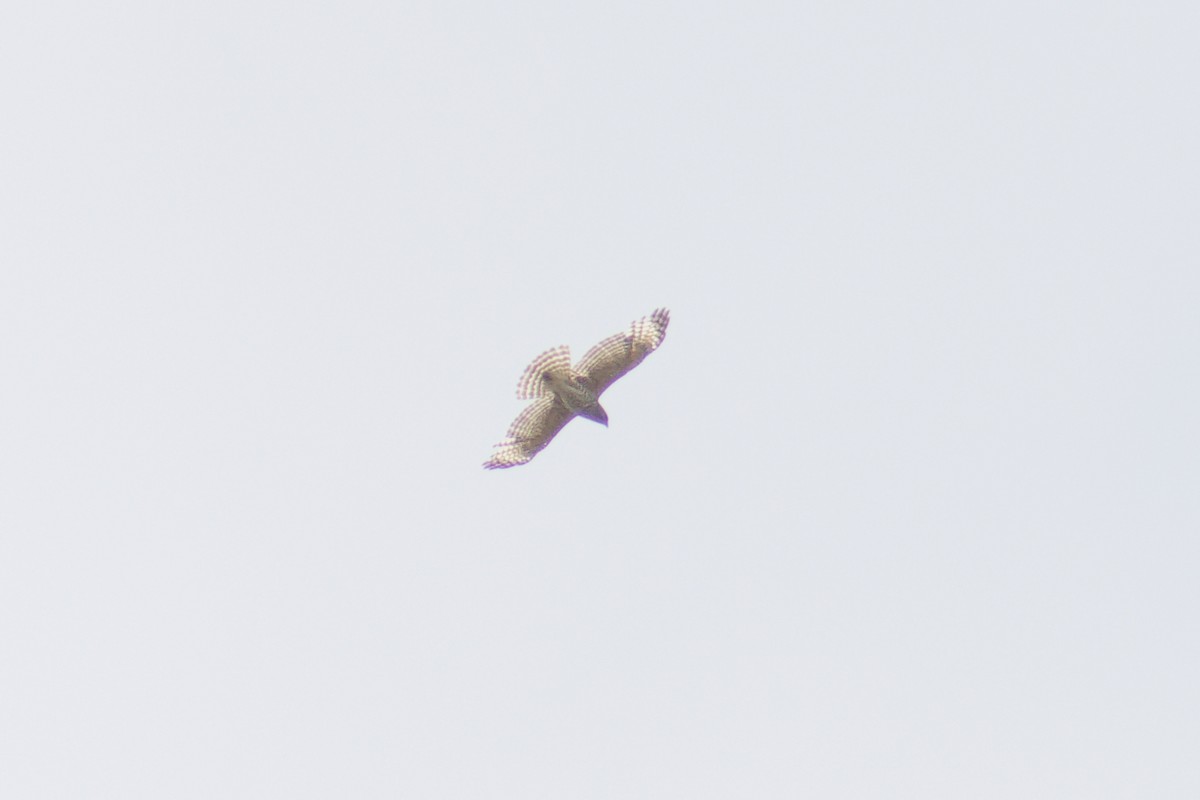 Red-shouldered Hawk - ML618280592