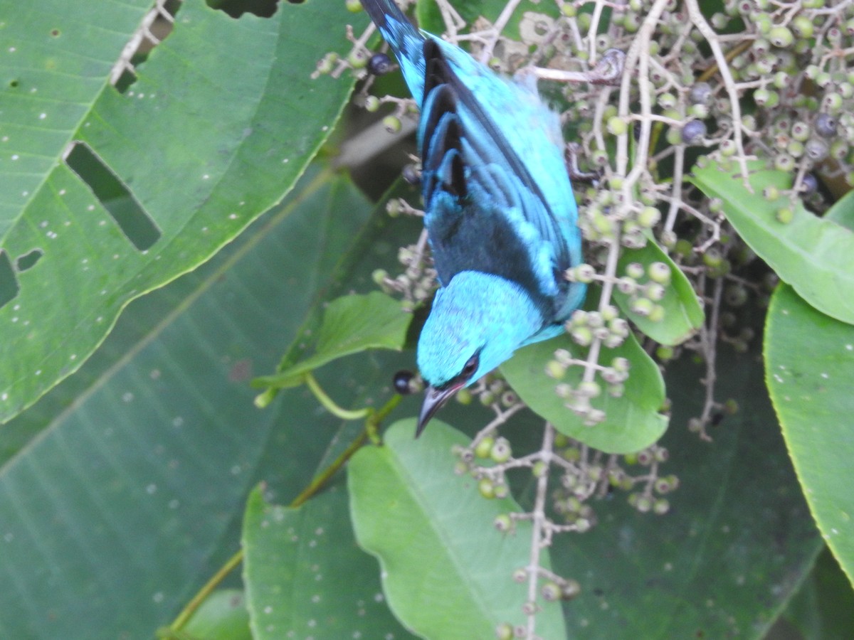 Blue Dacnis - Kurt Schwarz