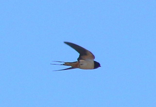 Barn Swallow - Anelisa  Magalhães