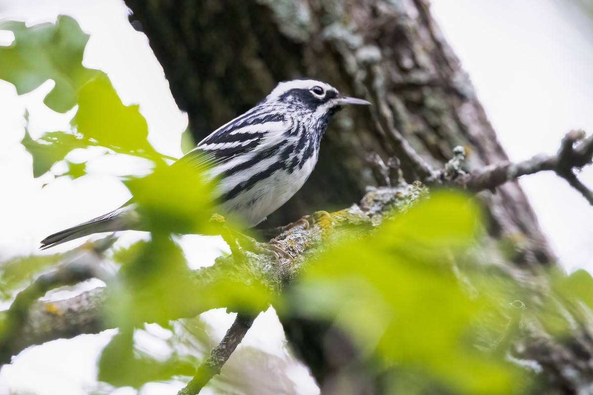 Black-and-white Warbler - ML618280640
