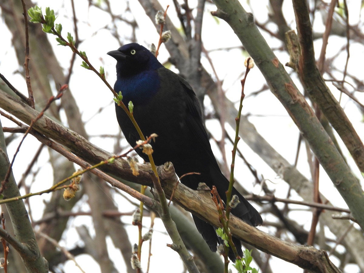 Common Grackle - Brenda Aburto