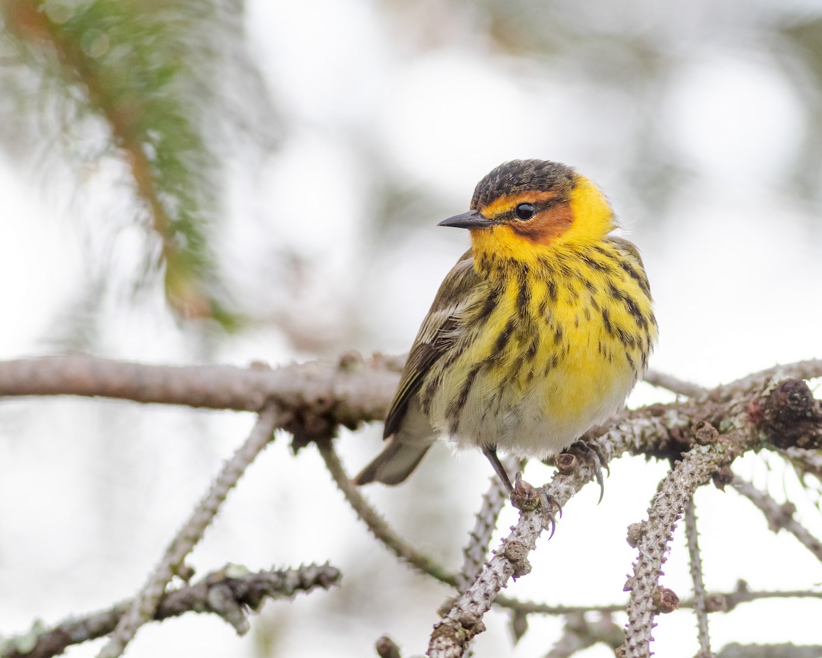 Cape May Warbler - ML618280648