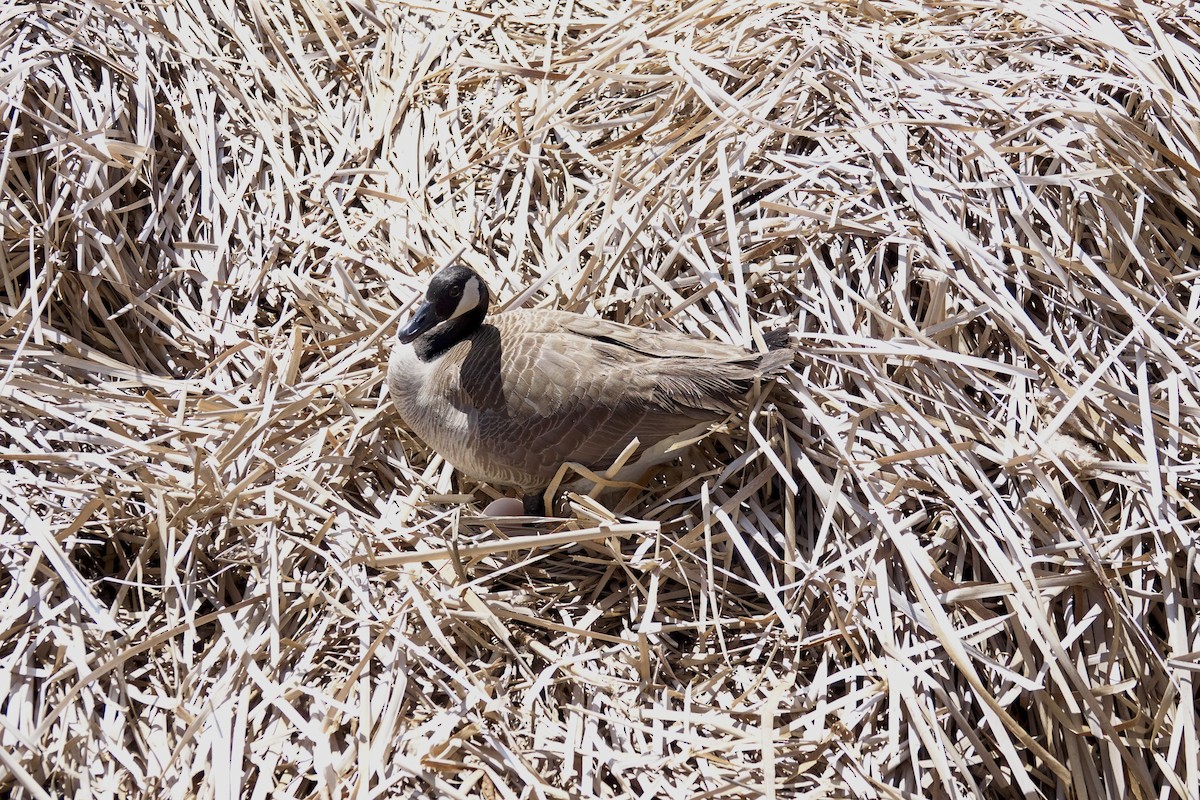 Canada Goose - Kenna Sue Trickey