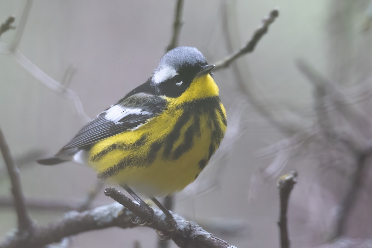 Magnolia Warbler - ML618280672