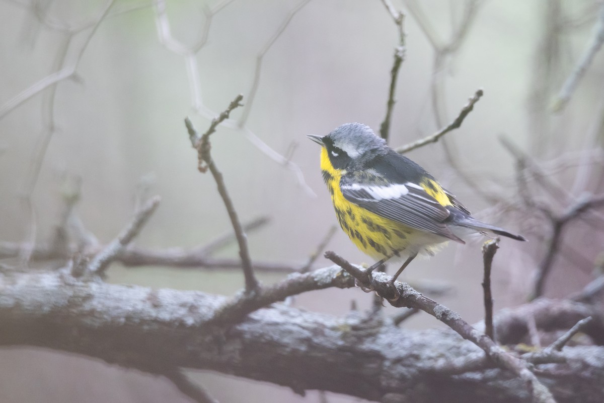 Magnolia Warbler - ML618280673