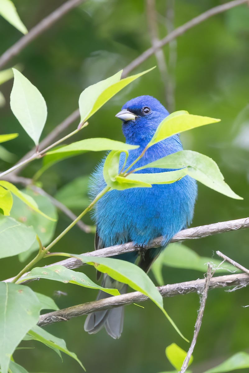 Indigo Bunting - ML618280686