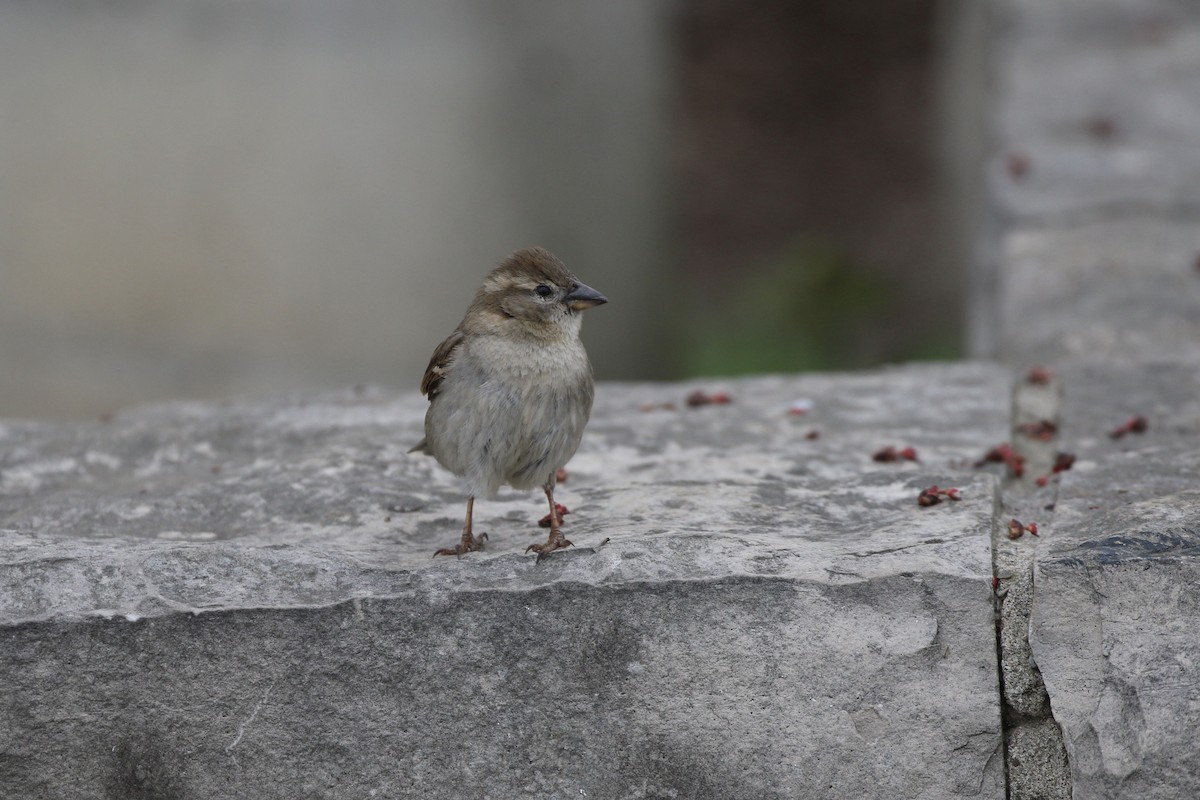 House Sparrow - Gord Watts