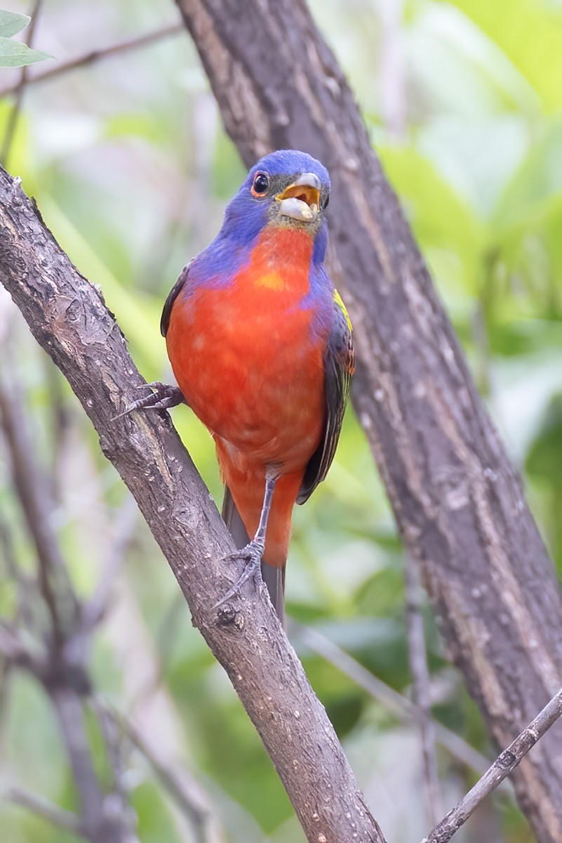 Painted Bunting - ML618280697