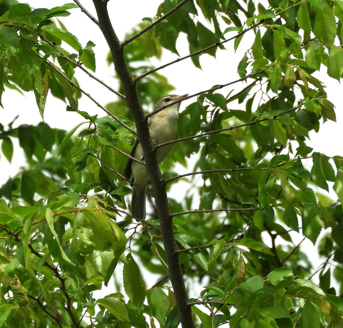 Warbling Vireo - Becky Kitto