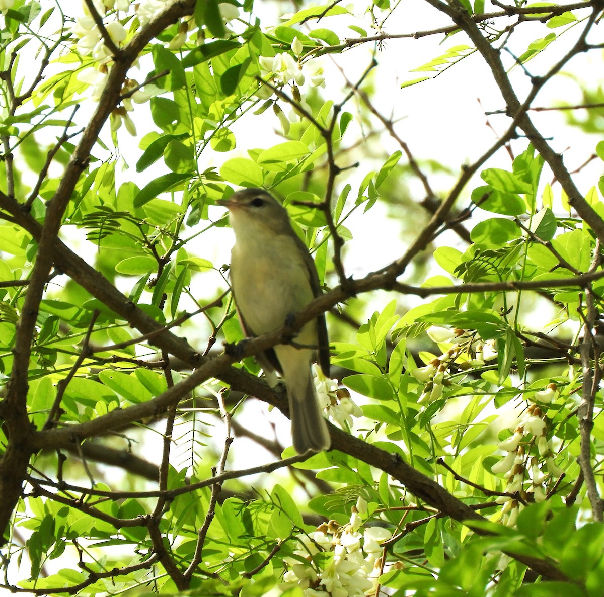 Warbling Vireo - Becky Kitto