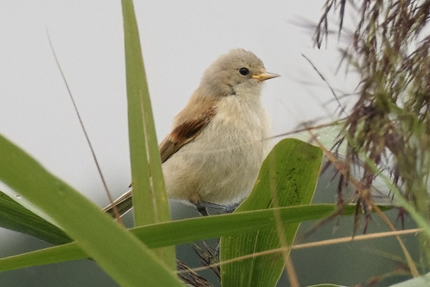 Eurasian Penduline-Tit - ML618280713