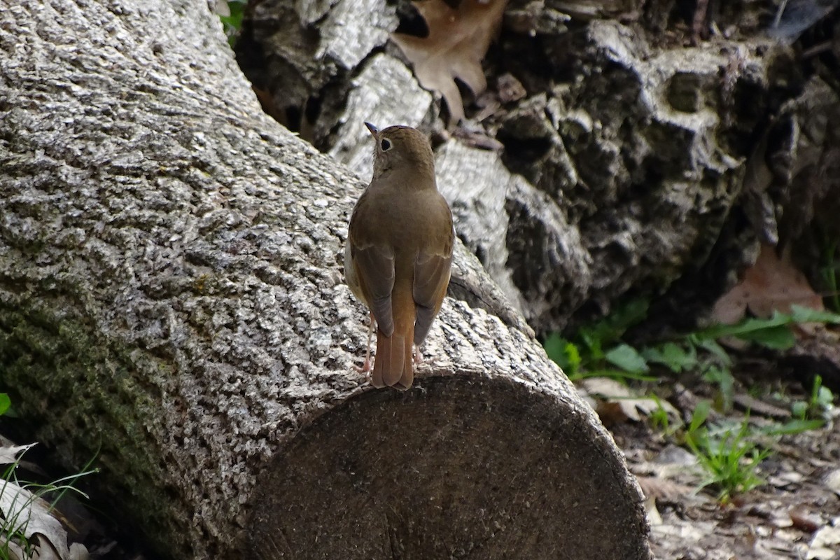 Hermit Thrush - Bill van Geest