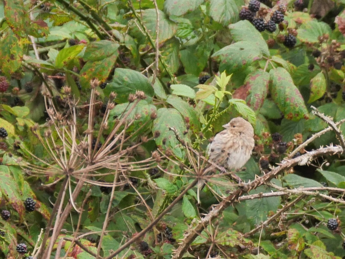 Eurasian Linnet - Tom Carley