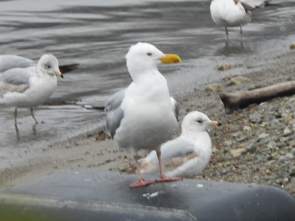 Herring Gull - Brenda Aburto