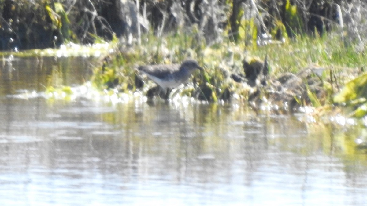 Spotted Sandpiper - Vincent Glasser