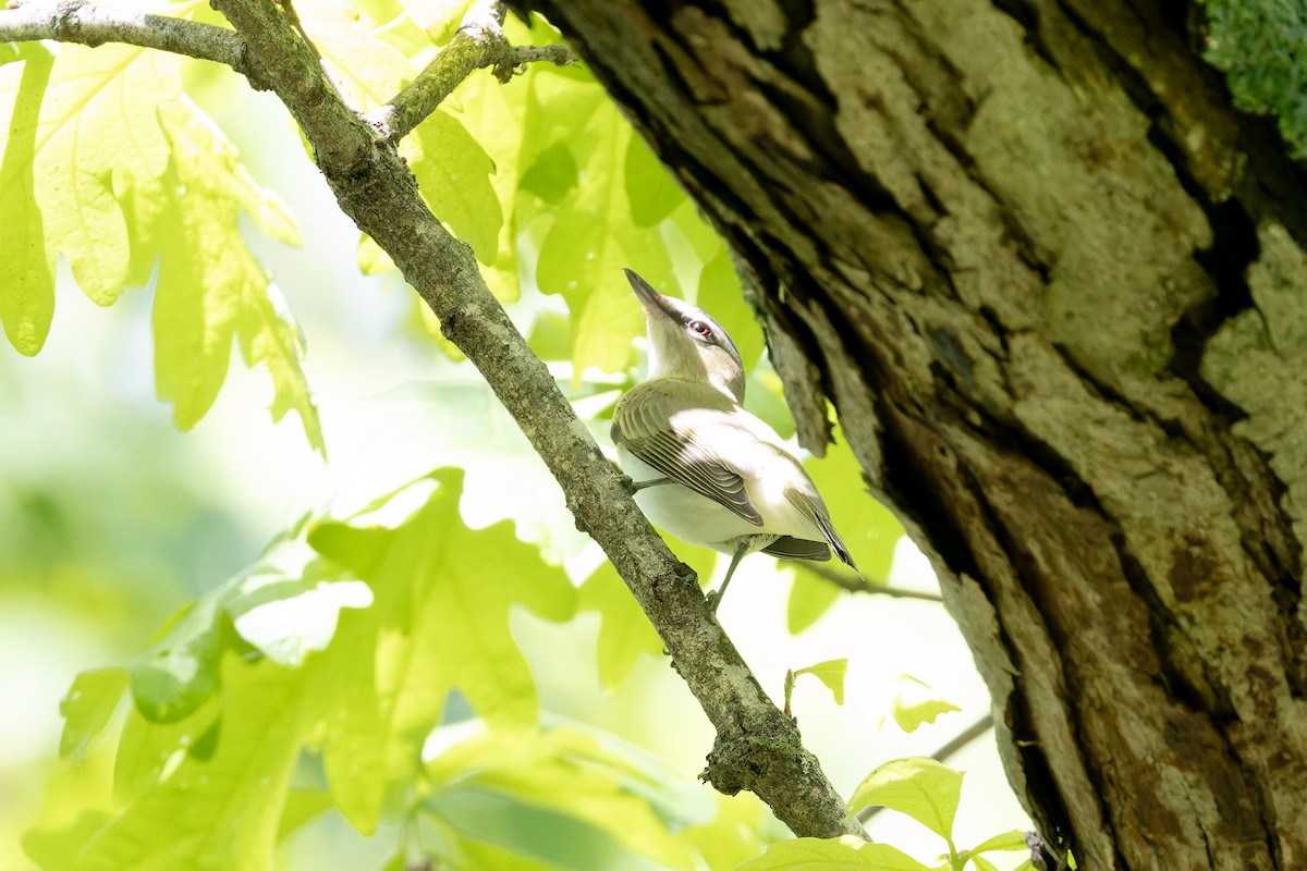 Red-eyed Vireo - ML618280790