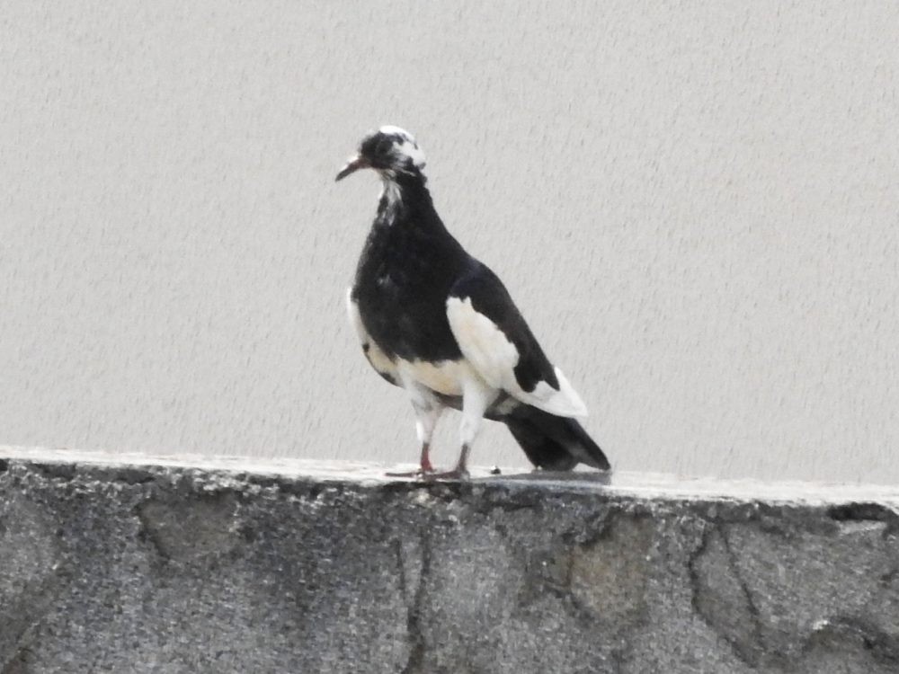 Rock Pigeon (Feral Pigeon) - ML618280804