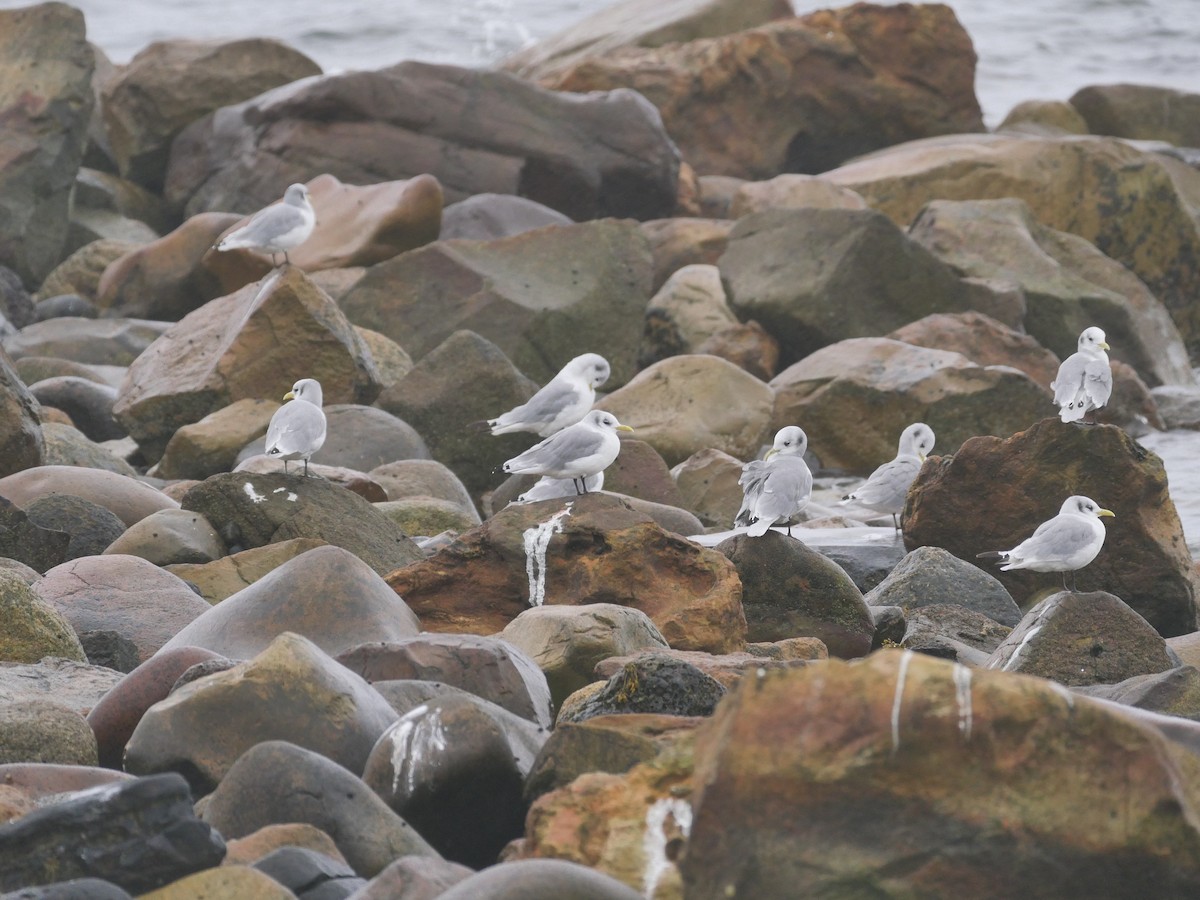 Black-legged Kittiwake - Tom Carley