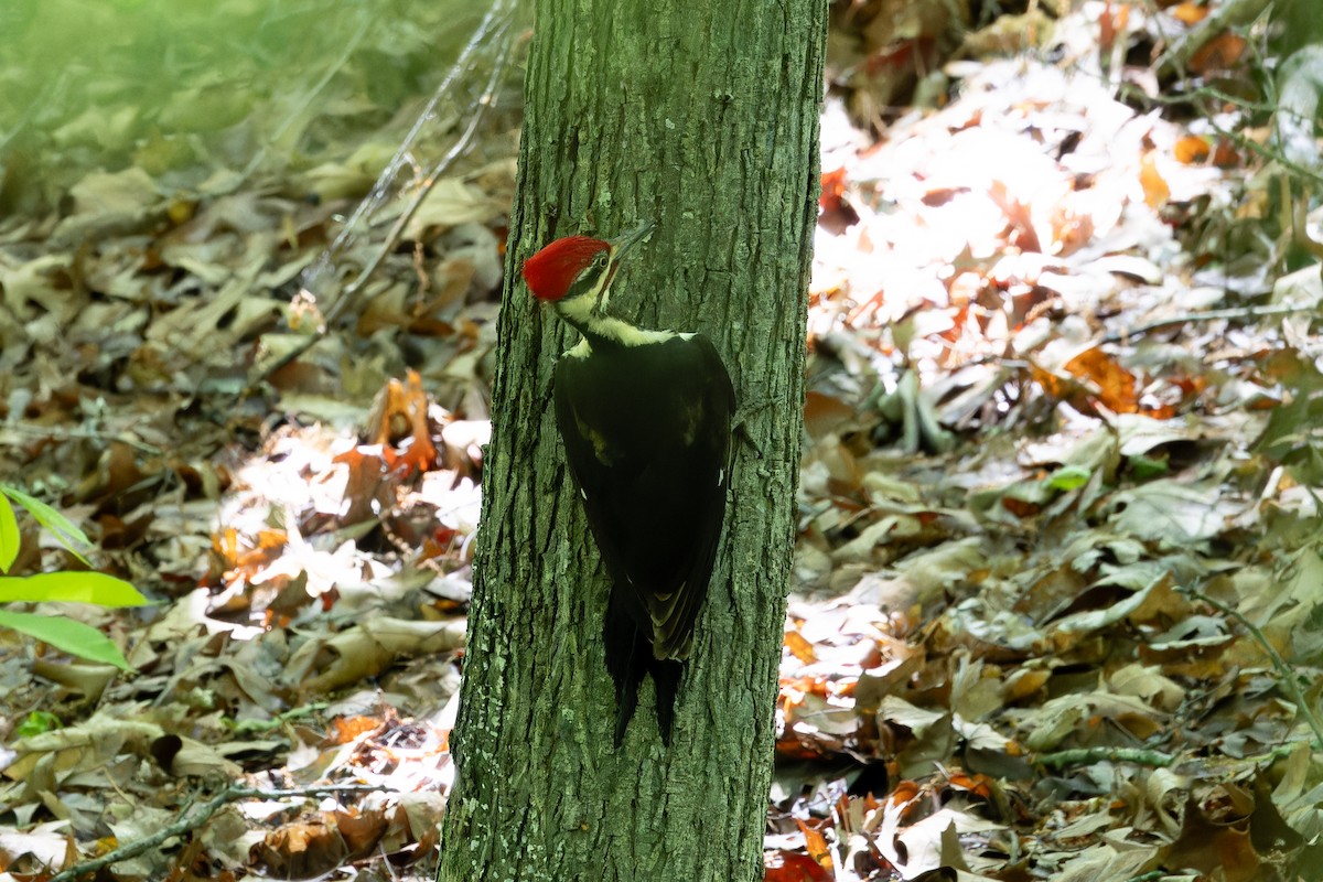 Pileated Woodpecker - Amy Rangel