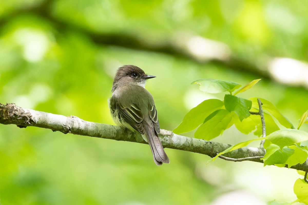 Eastern Phoebe - Amy Rangel