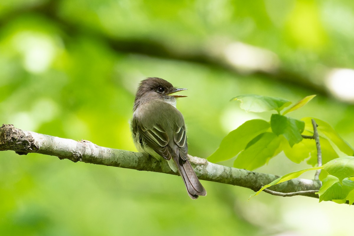 Eastern Phoebe - ML618280836