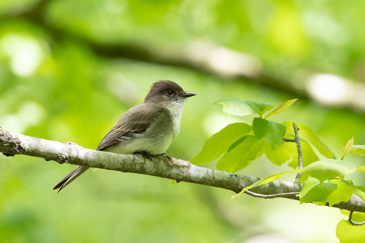 Eastern Phoebe - Amy Rangel